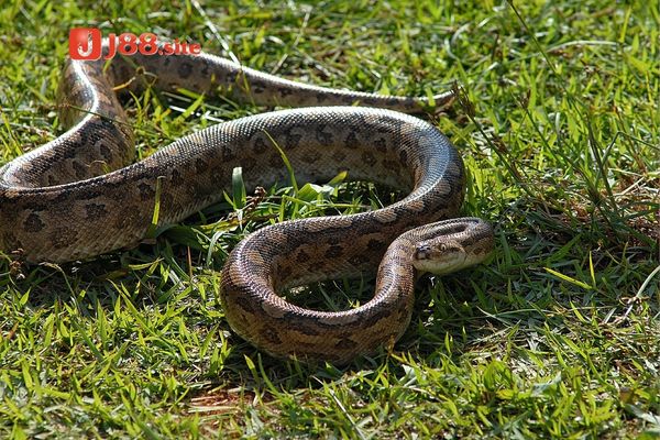 Ý nghĩa khi mộng thấy trăn mà bạn nên biết